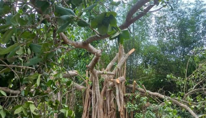 শতবর্ষী বটগাছ কেটে ফেলার ঘটনায় তদন্ত কমিটি
