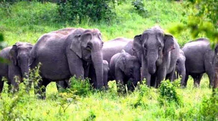 শেরপুরে বন্যহাতির হামলায় বৃদ্ধার মৃত্যু