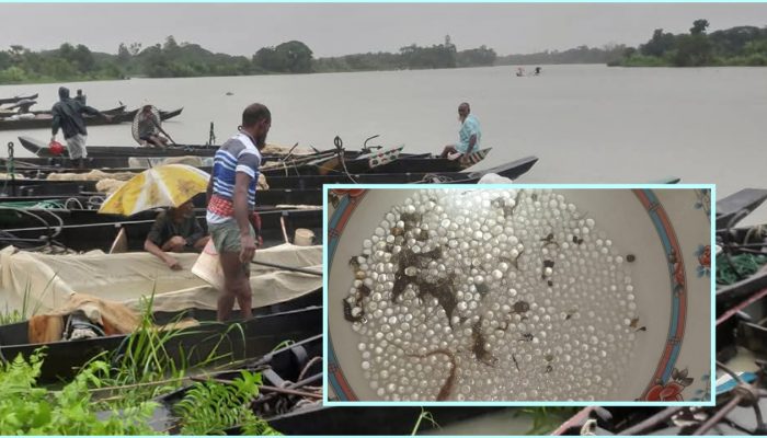 হালদায় ডিম ছেড়েছে মা মাছ