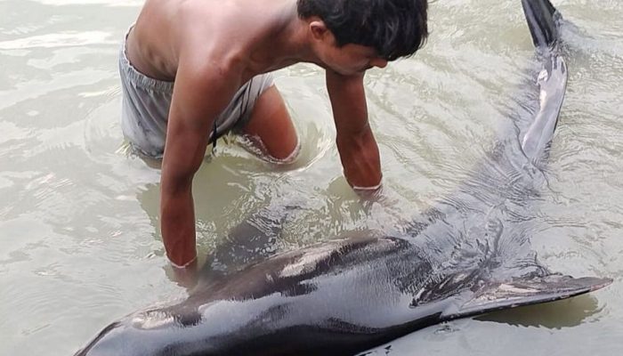 নিঝুম দ্বীপে জোয়ারের ঢেউয়ে ভেসে এলো ডলফিনের জোড়া