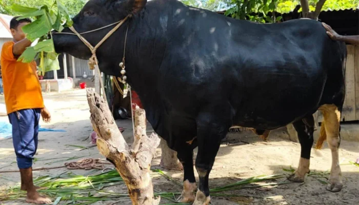 ক্রেতা নেই ‘কালো পাহাড়ের’: দুশ্চিন্তায় মালিক