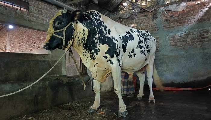 ৪০ মণের ‘সম্রাট’ আসছে হাটে!