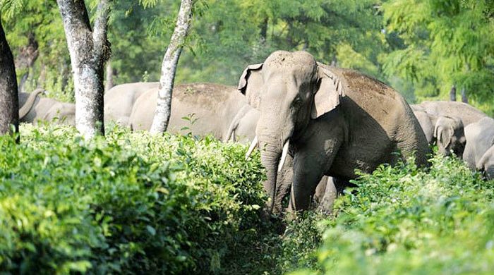 কক্সবাজারে বন্যহাতির আক্রমণে গর্ভবতী নারীর মৃত্যু