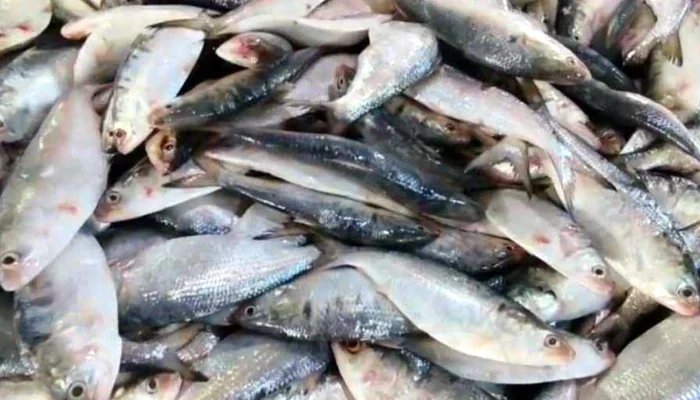 এক জালে ৬১ মণ ইলিশ