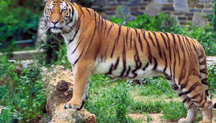 আজ বিশ্ব বাঘ দিবস