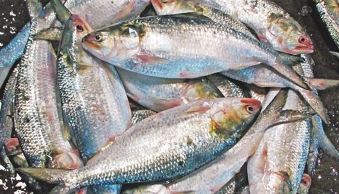 দুর্গাপূজা উপলক্ষে এক হাজার ২০০ টন ইলিশ ভারতে যাচ্ছে