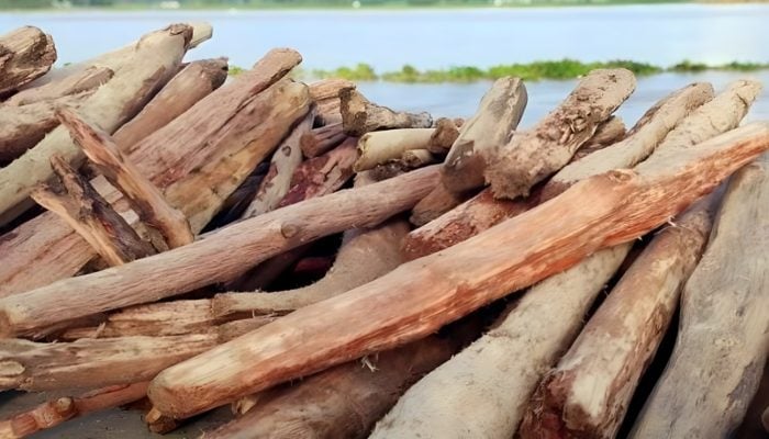 ভারত থেকে ভেসে আসা কাঠ নিয়ে কুড়িগ্রামে চন্দন কাঠ বিক্রির হিড়িক