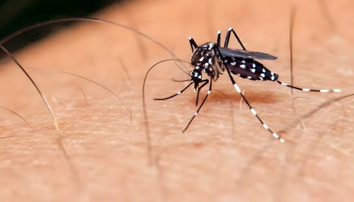 দেশে ডেঙ্গুর প্রকোপ ভয়াবহ রূপ নিচ্ছে