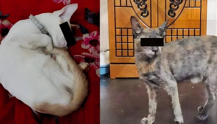 বিড়ালের চোখ তুলে ফেলার ঘটনা তদন্ত করছে পুলিশ