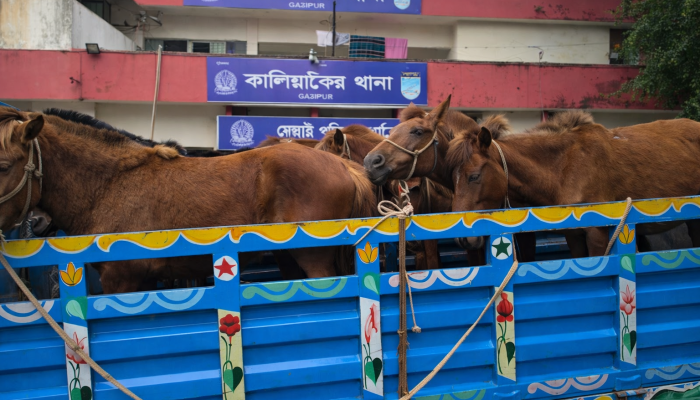 গাজীপুরে গোপনে ঘোড়া জবাই চক্রের সন্ধান